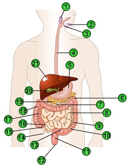 254_Digestive System.jpg